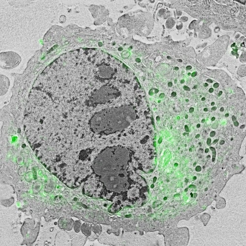 Localization of the lipid diacylglycerol within cellular membranes of HeLa cell expressing GFP-C1. Sample courtesy C.J. Peddie Francis Crick Institute