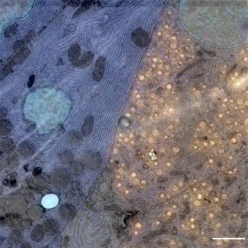 Rat Pancreas. Sample courtesy: B.N.G. Giepmans & P. de Boer, UMCG