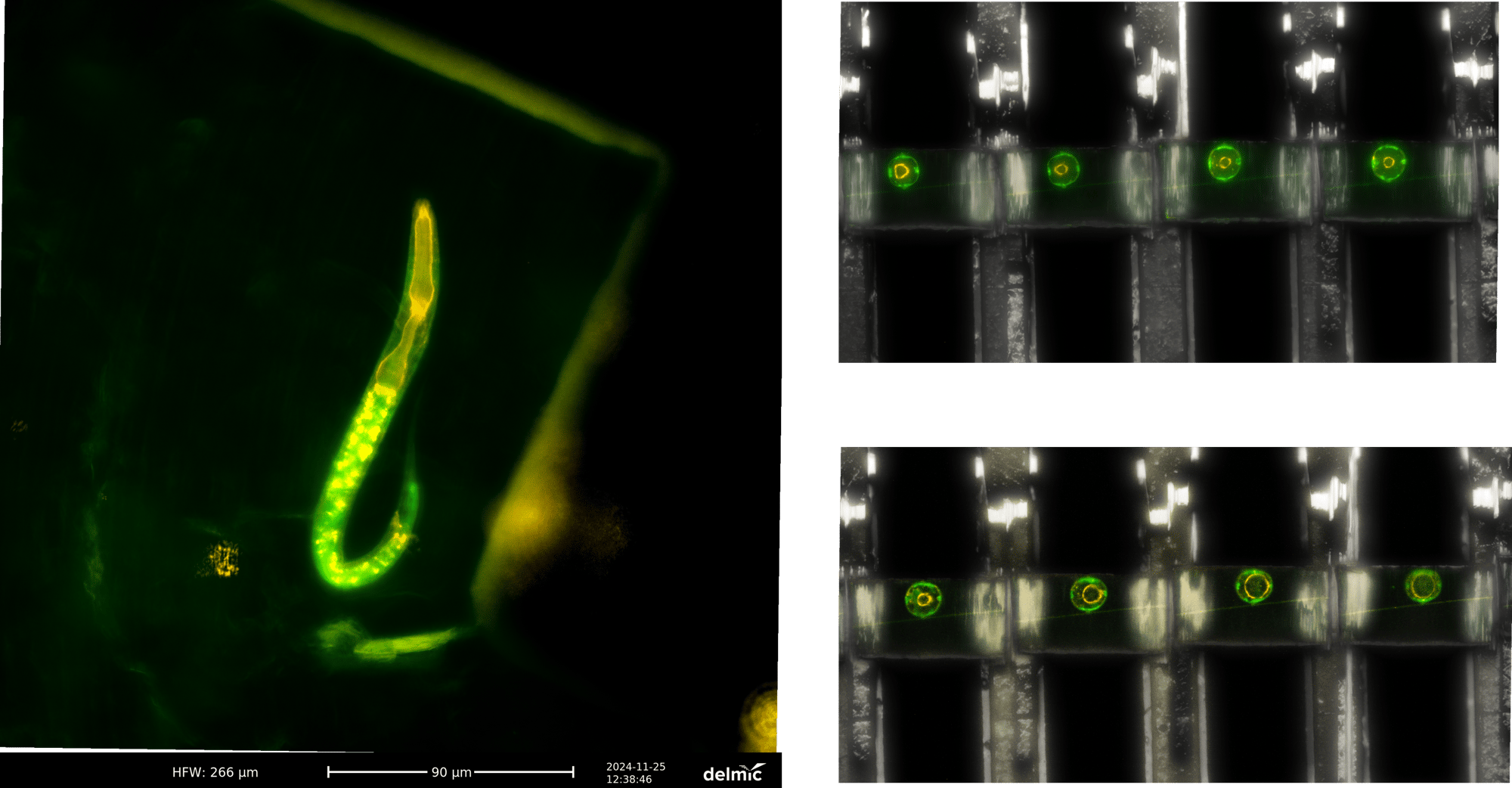 C. elegans-1