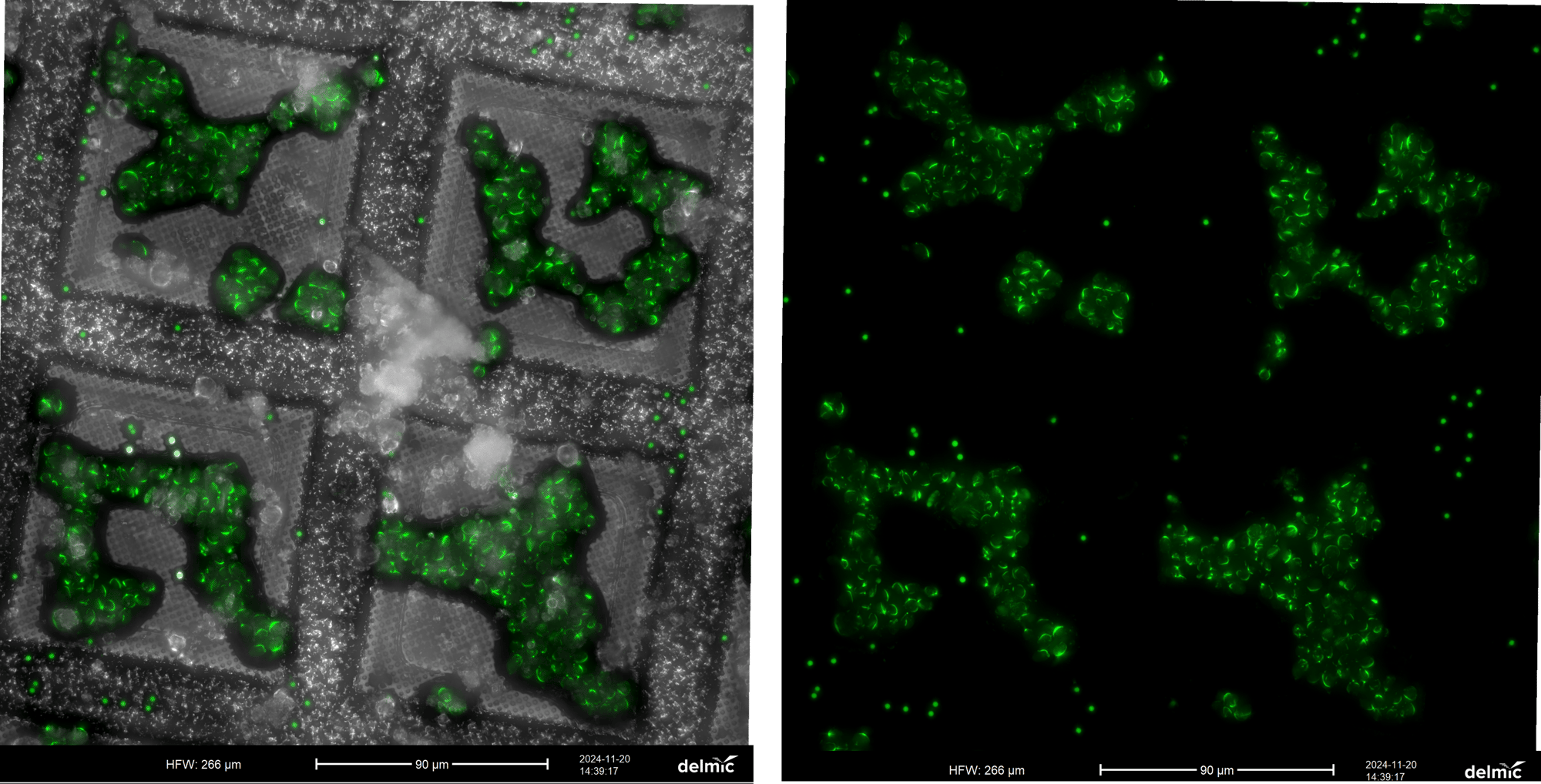 On-the-grid milling of plunge frozen yeast cells