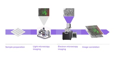 FAST-EM_Light & Electron Microscopy Correlation_SocialMedia