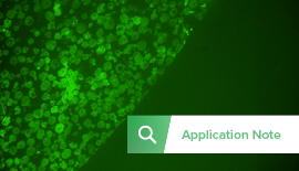 Integrated CLEM for Giant Viruses