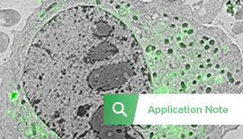 Integrated Super-resolution CLEM with Conventional Fluorescent Proteins