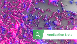 Marine Microbiology: an Image-based Approach