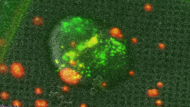 Multiplying cryo-electron tomography sample yield