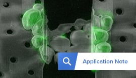 Guided cryo-lamellae preparation from yeast by using the integrated fluorescent light microscope METEOR