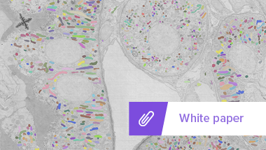 Assess mitochondrial morphology quantitatively with large-scale electron microscopy and deep learning