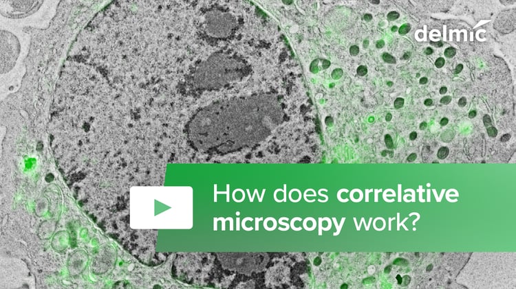 How Does Correlative Microscopy Work?