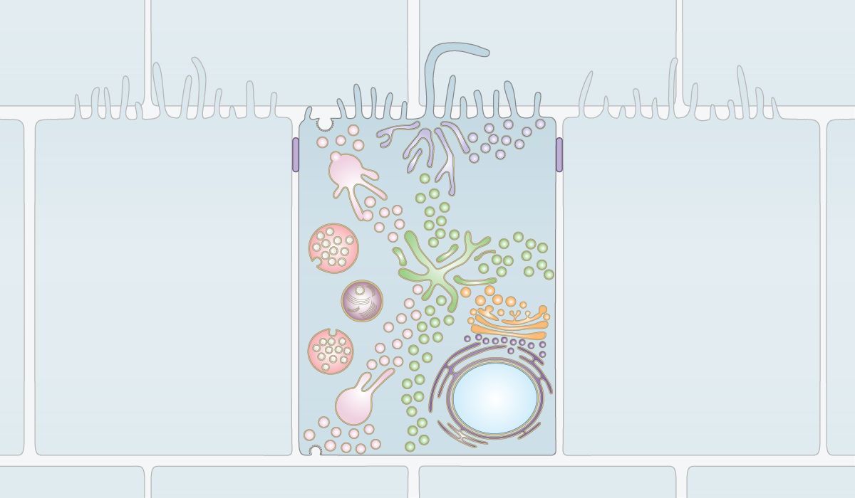 20200616_1_Cryo Blogpost Epithelial Cell-01