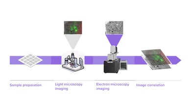 FAST-EM_Light & Electron Microscopy Correlation_Website