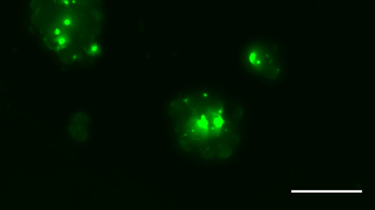 Microbiology-Cryo_Media Slider 2