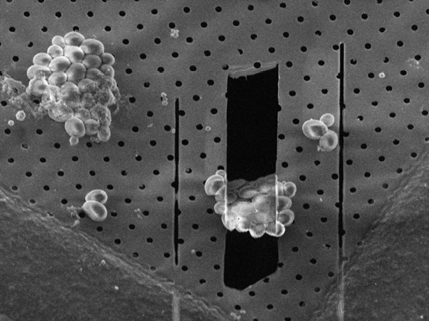 Microbiology_Cryo_Media Resize_1