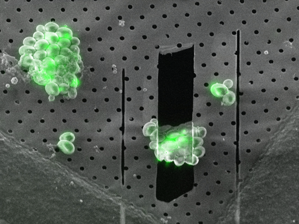 Microbiology_Cryo_Media Resize_2