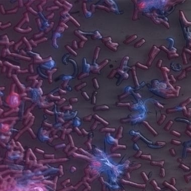 紫色的海洋微生物细菌关联图