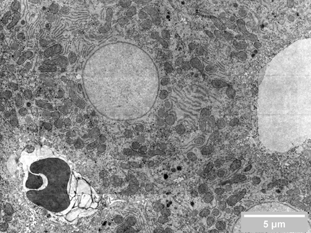 Cell Biology_FI_Media Resize_1