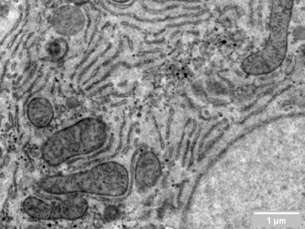 Cell Biology_FI_Media Resize_2
