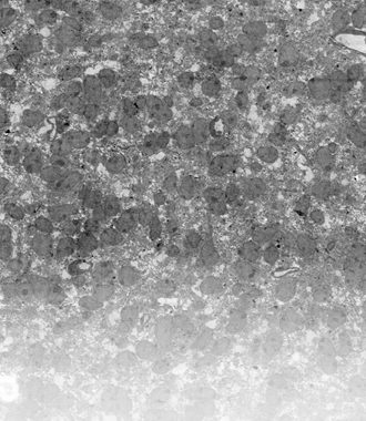 FI_Neuroscience_Features Slider