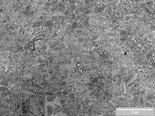 Neuroscience_FI_Media Resize