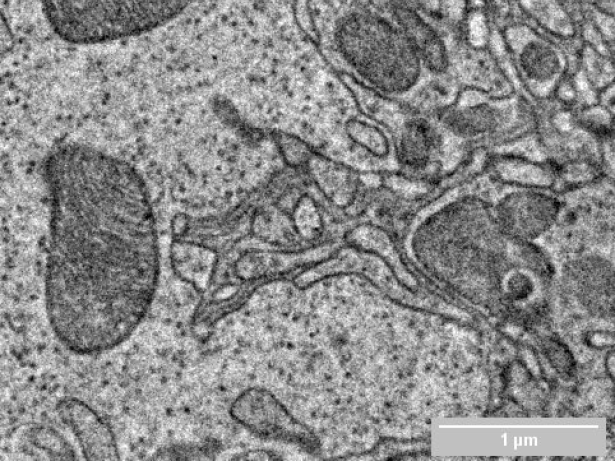 Neuroscience_FI_Media Resize_2