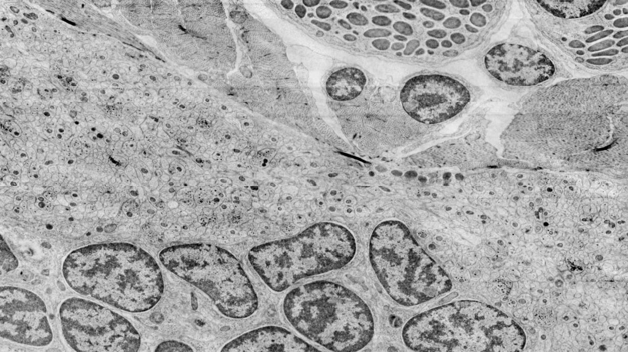 Neuroscience_FI_Media Slider_2