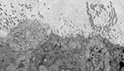 News Thumbnail_FI_Infectious Disease App Note