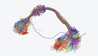News Thumbnail_FI_Nanoscale Resolution Connectomes