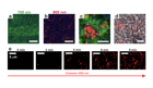 News post perovskites