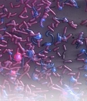 紫色条状的海洋微生物细胞光电关联图