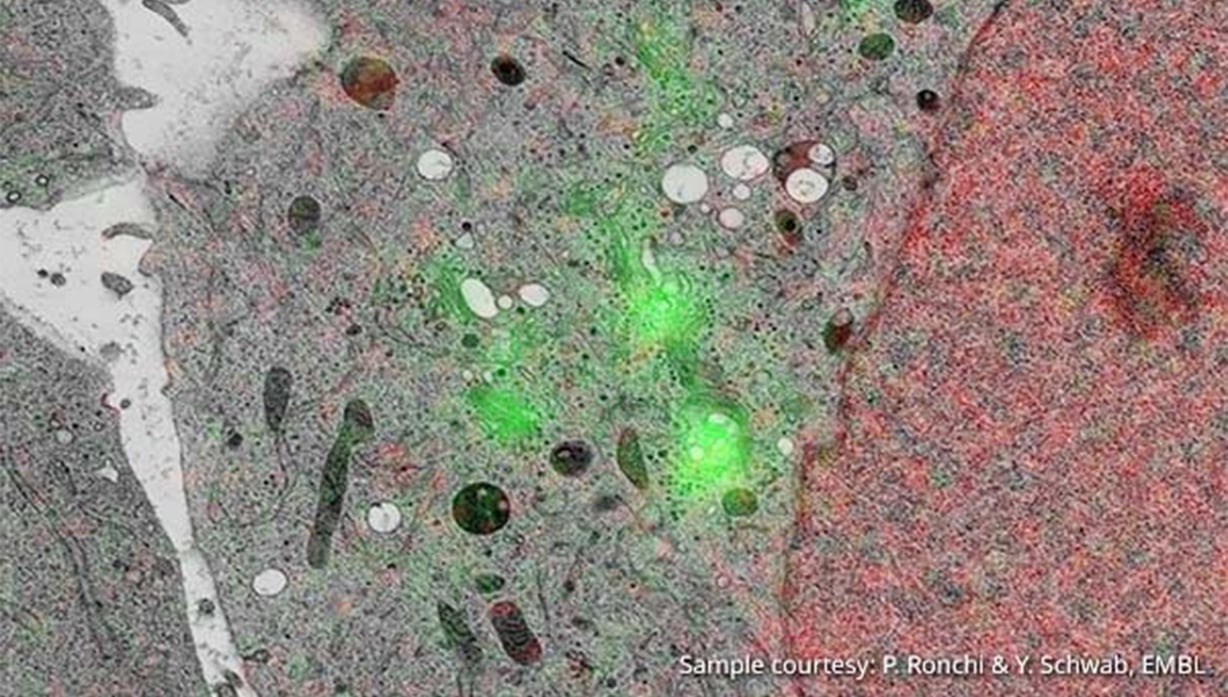 cell-biology-correlative-microscopy-2_RES