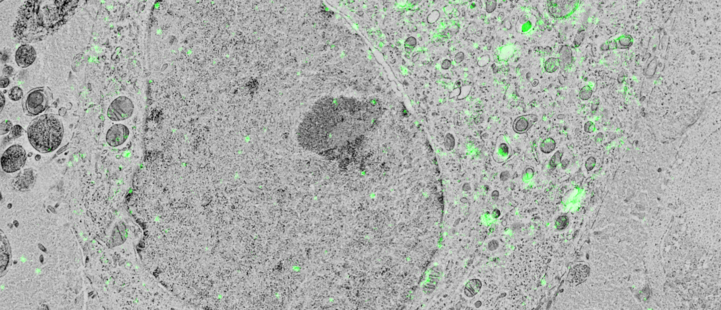Fig4bSR_RES
