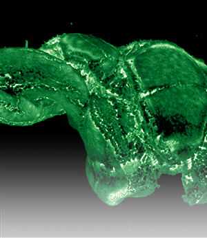 Cathodoluminescence imaging for materials