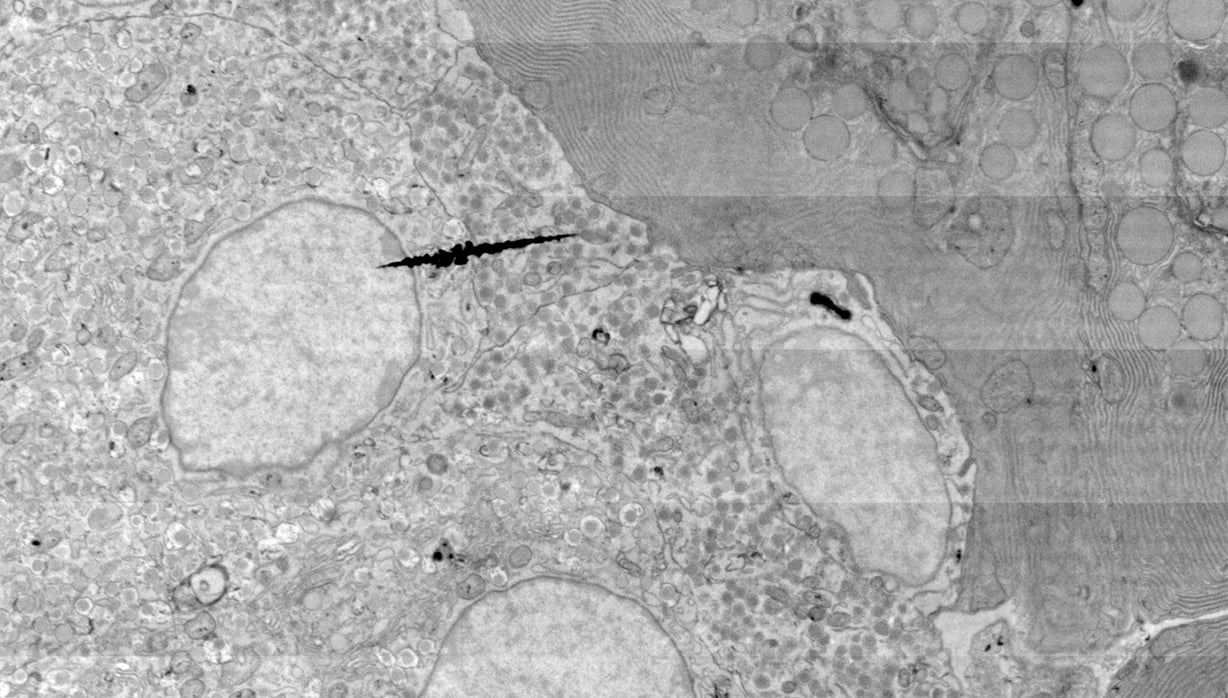 Megafield2_field06-09_betacells_adjusted_RES