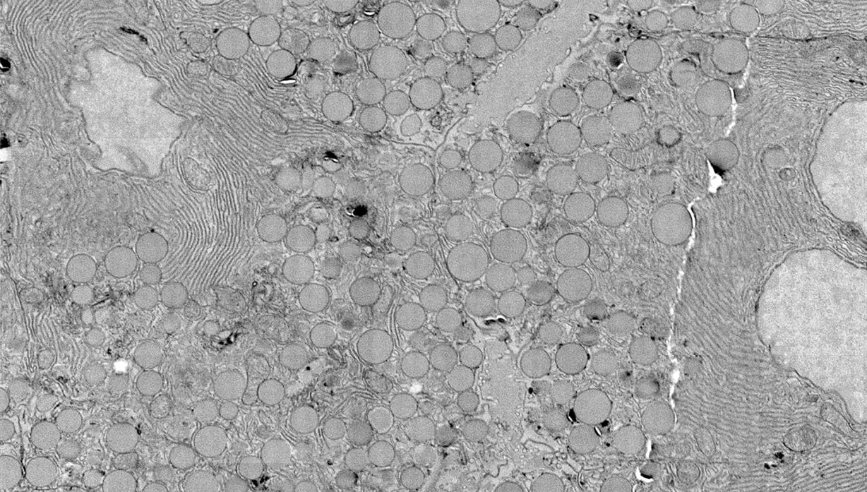 Field image of rat pancreas showing acinar cells