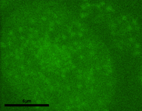Fluorescence image of a 100 nm thick ultra-thin section on ITO slide showing individual Tupanvirus particles
