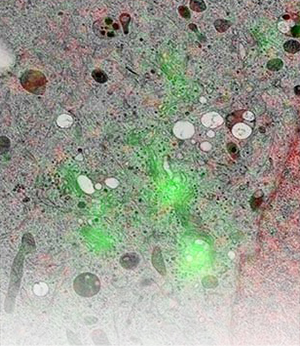 Cell_biology_Featured