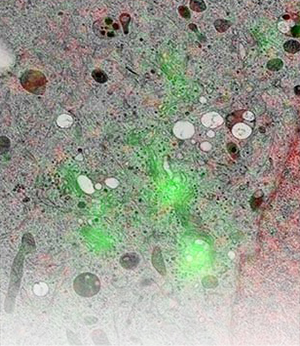 绿白红相间的细胞光电关联图