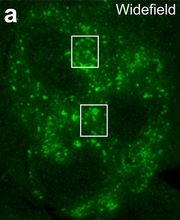 Fig3aWF_Resize