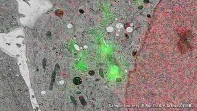 cell-biology-correlative-microscopy-2_RES