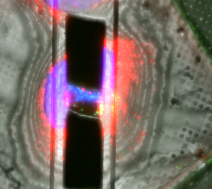 lamella-1